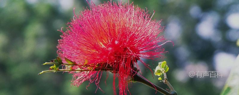 朱缨花的种植技巧与生长特点、繁殖技术介绍