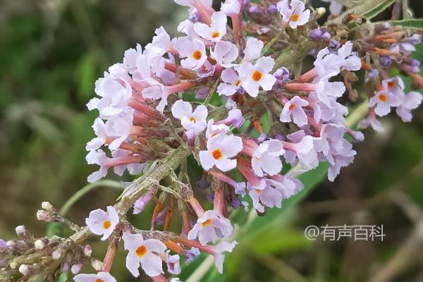 密芒花的繁殖方法：播种与分株两种繁殖技巧