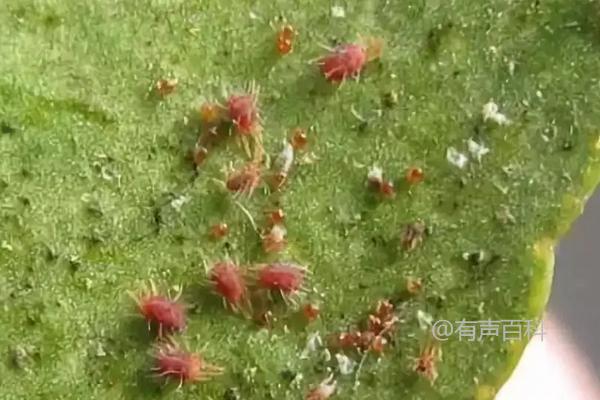 红蜘蛛的危害症状及防治方法