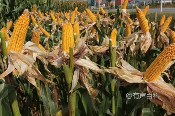 黑帝67玉米品种特性及种植密度每亩4000株