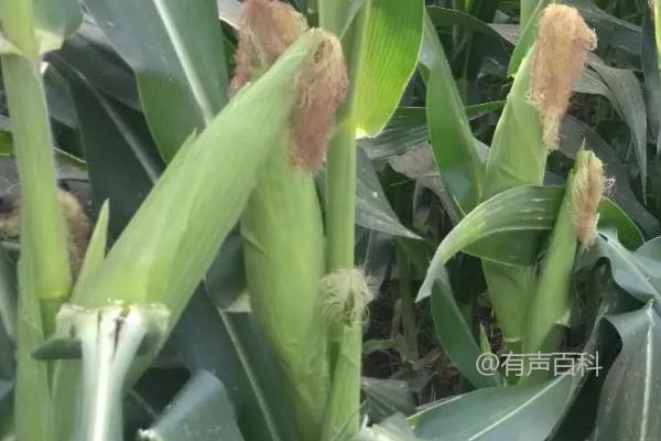 黑帝67玉米品种特性及种植密度每亩4000株