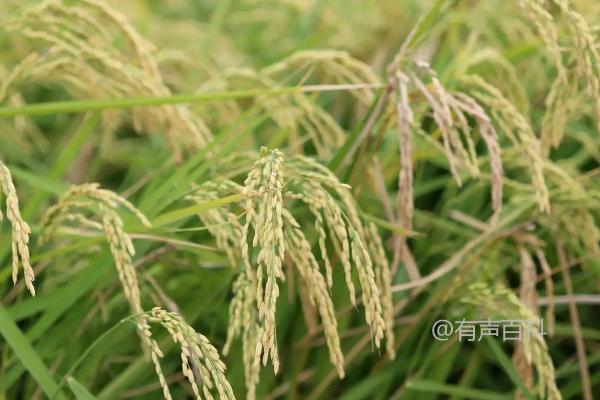 福建沙县适宜种植的明德S水稻品种特性及5月中下旬播种技巧