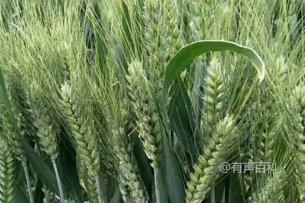 温裕709小麦品种特性及每亩适宜基本苗数量为12～16万