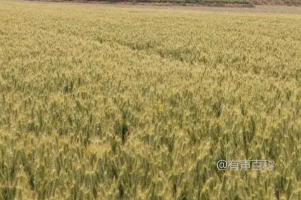 温裕709小麦品种特性及每亩适宜基本苗数量为12～16万