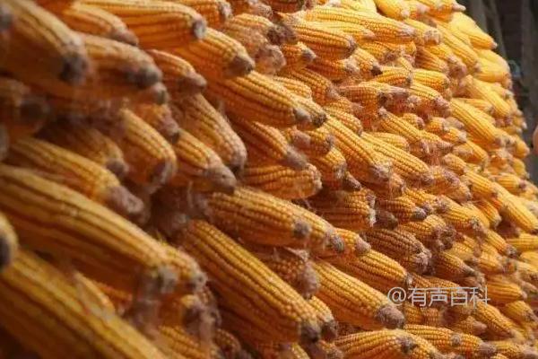 鑫东玉518玉米品种特性及种植密度约4000株/亩