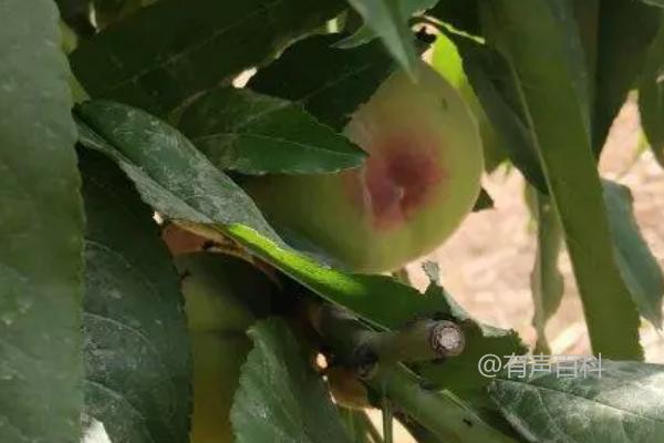 防治桃树桃红条幼虫有哪些药物可以使用？花谢后适宜喷洒乐果吗？