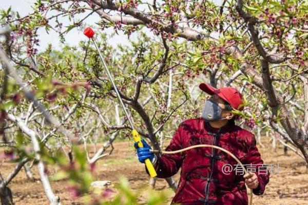 防治桃树桃红条幼虫有哪些药物可以使用？花谢后适宜喷洒乐果吗？