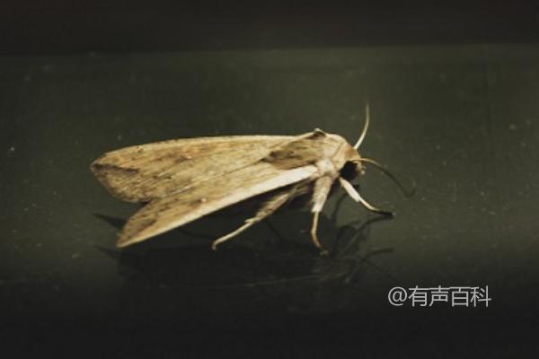 防治桃树桃红条幼虫有哪些药物可以使用？花谢后适宜喷洒乐果吗？