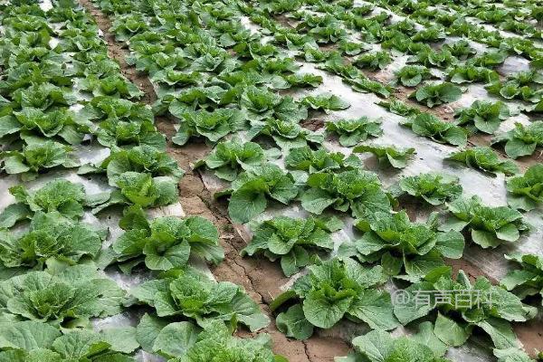 白菜烂根病防治关键：不得大水漫灌，避免田间积水情况