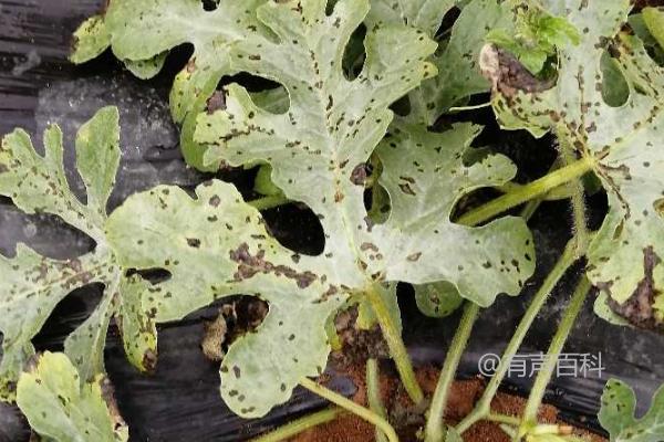 西瓜细菌性角斑病的发生规律及病原菌在土壤中的越冬和再次侵染特点