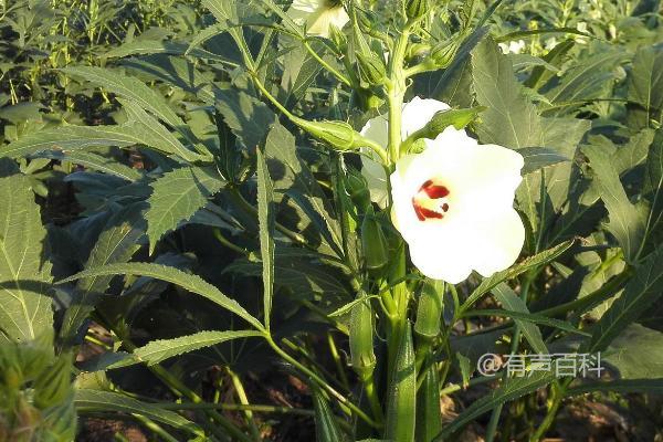 冬季是否适合种植秋葵，最佳种植环境选择是温室或大棚