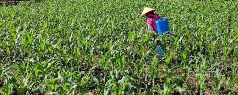 如何喷药治理玉米虫害，不同种类虫害需科学选用农药