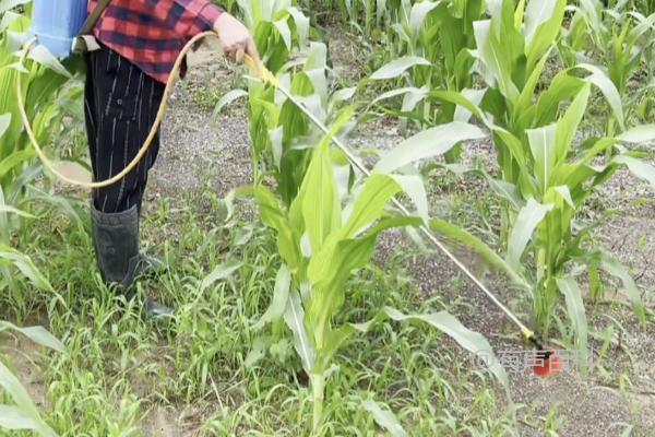 如何喷药治理玉米虫害，不同种类虫害需科学选用农药