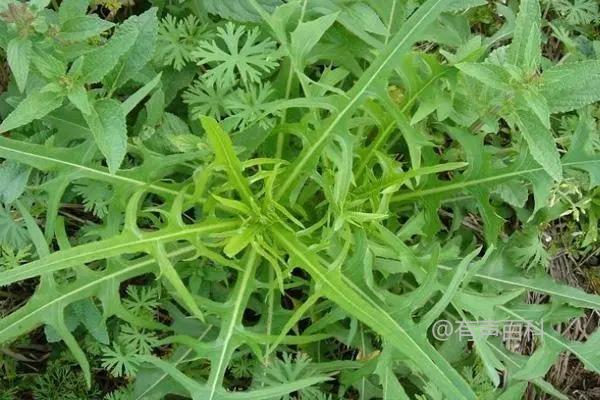 去乡村采摘野菜的注意事项及技巧