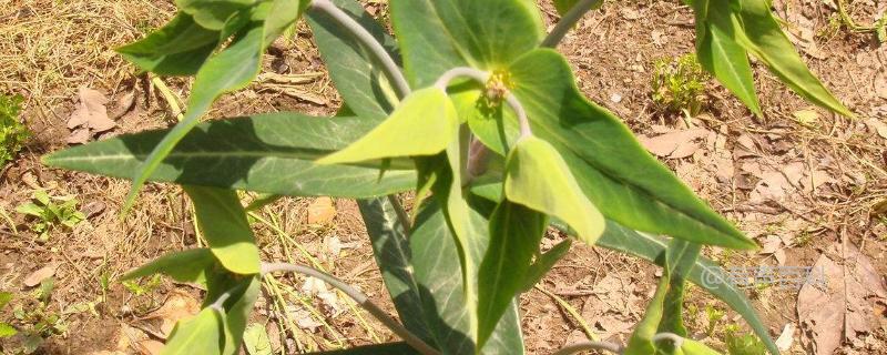 夏季青羊参种植技术及频繁除草注意事项