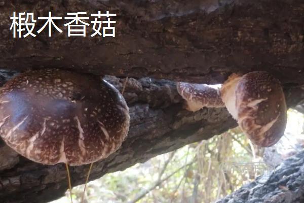 椴木香菇接种后多长时间需要通风