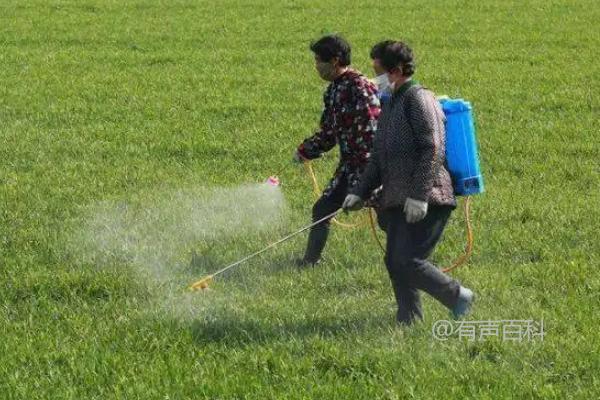 小麦叶尖干枯发黄的原因及处理方法