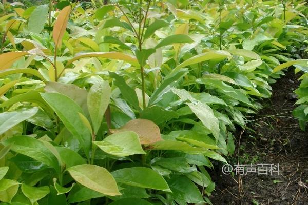 如何种植沉香树？适合3-4月阴雨天定植