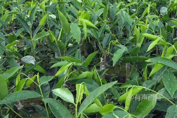 如何种植沉香树？适合3-4月阴雨天定植