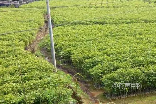 如何种植沉香树？适合3-4月阴雨天定植