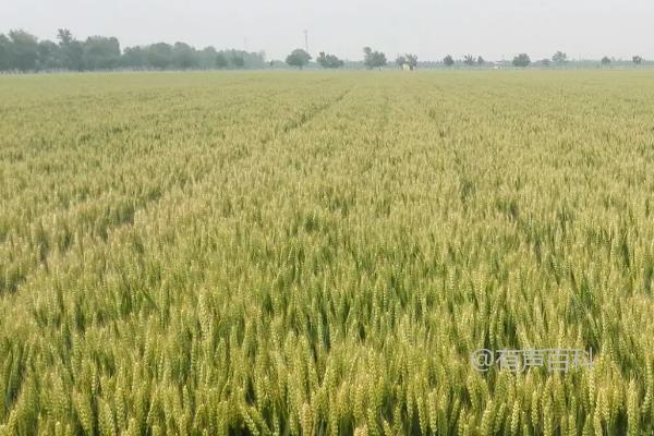 山农28号小麦品种特点及栽培技术介绍