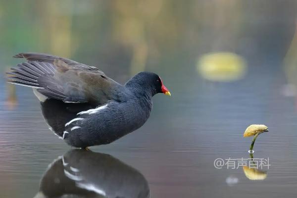 红冠水鸡属于国家保护动物吗？