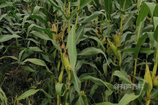 米单9号玉米品种介绍及适宜播种时间推荐：5月5日左右