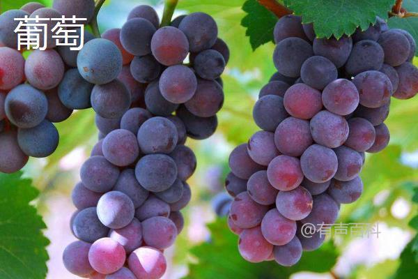 # 提子与葡萄的区别：外形、口感、价格对比

提子和葡萄虽然同属葡萄科，但它们在外形、口感和价格等方面有着明显的区别。