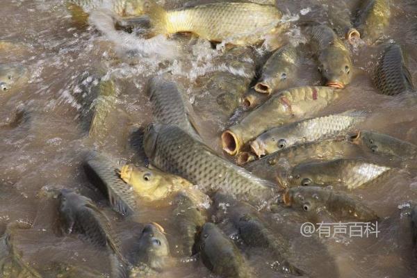 鲤鱼喜欢吃各种不同味型的饵料，而且它们对不同类型的饵料也有不同的偏好。一般来说，鲤鱼喜欢吃甜味的饵料，比如玉米、面包屑、蜜糖等。此外，鲤鱼也对鱼饵、虫饵和粉末饵料感兴趣，比如蚯蚓、蚂蚱、鱼饵粉等。不同的饵料类型可以根据钓鱼的具体情况和目标鱼种进行选择。记得在使用饵料时，要根据当地的钓鱼规定和环境保护要求来选择合适的饵料。