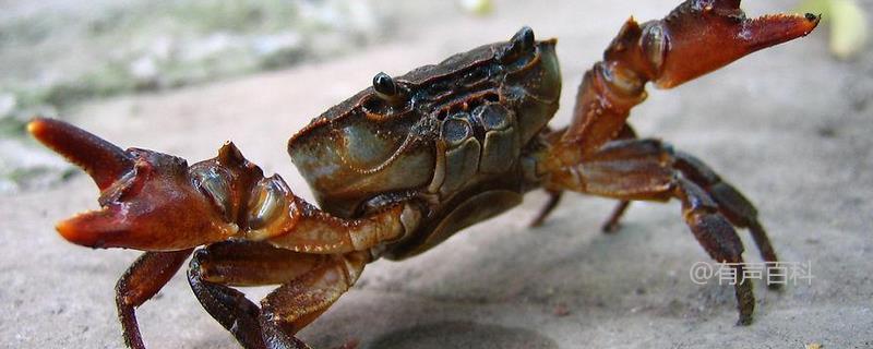 螃蟹的食物、生活习性和常见种类