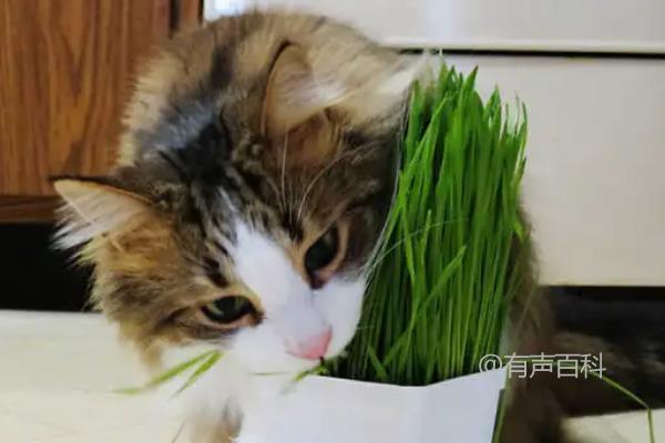 猫草种子和小麦种子有什么区别？了解一下！