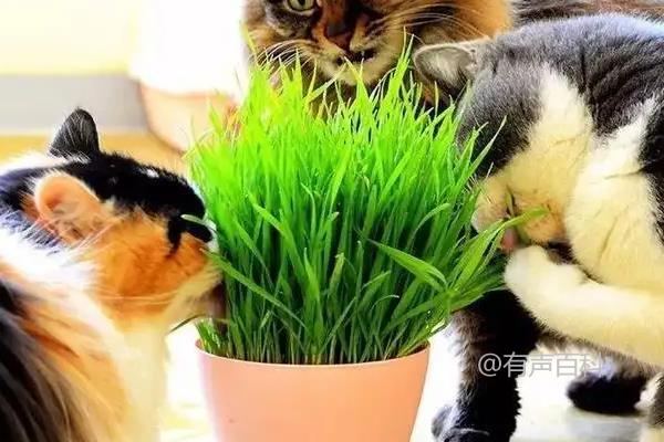 猫草种子和小麦种子有什么区别？了解一下！