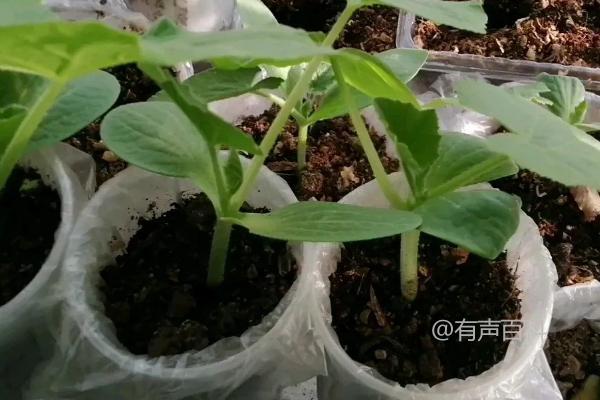 南瓜移栽后需要缓苗多久，移栽后如何进行中耕除草？