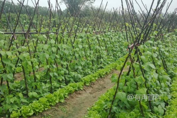 四季豆种植技术：气候条件下选择合适品种，丰产方法