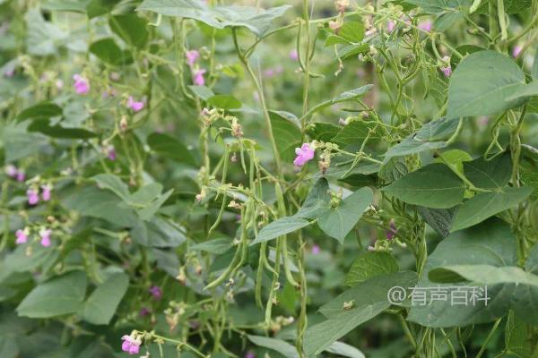 四季豆种植技术：气候条件下选择合适品种，丰产方法