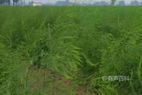 秋季芦笋管理：重施秋季肥料，促进茎部生长