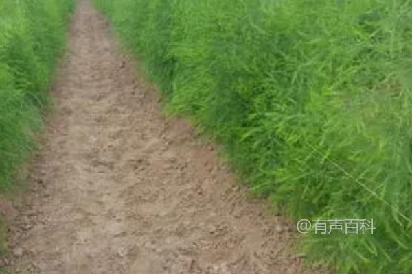 秋季芦笋管理：重施秋季肥料，促进茎部生长