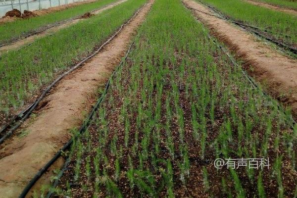 秋季芦笋管理：重施秋季肥料，促进茎部生长