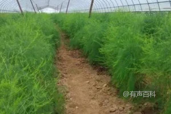 秋季芦笋管理：重施秋季肥料，促进茎部生长