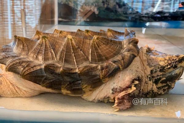 鳄龟的喂食量及不同体型对饲料的需求