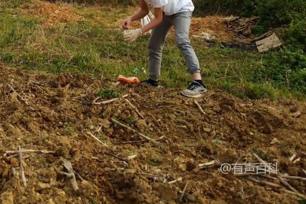 玉米播种后降雨如何破除土壤板结