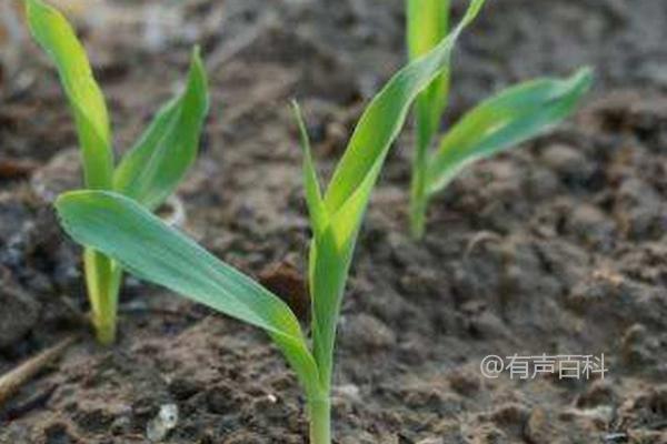 玉米播种后降雨如何破除土壤板结