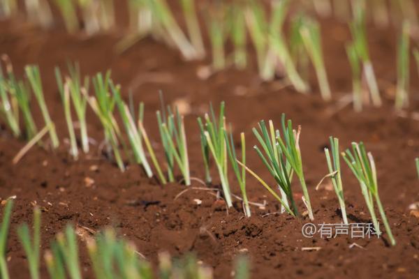 种植韭菜的方法和注意事项