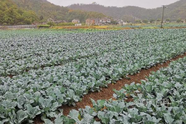 西兰花种植技巧：花球形成阶段需增施磷钾肥