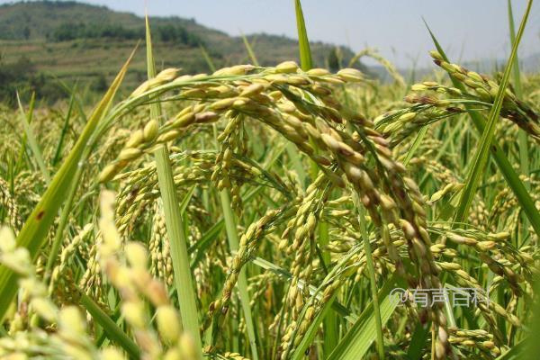 荆两优8913水稻种子介绍及播种时间