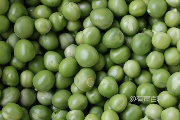 大豆种子简介及大豆蚜虫的防治注意事项