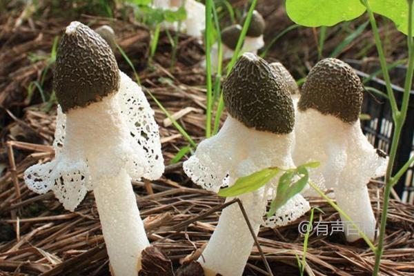 种植竹荪的地方、地区和条件