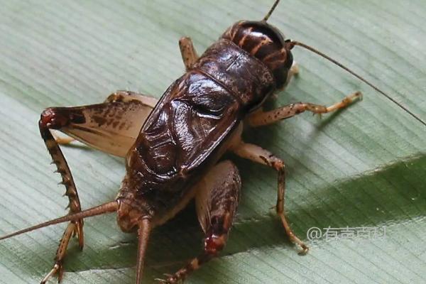 蛐蛐吃什么食物更好