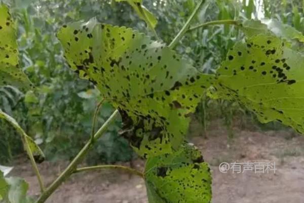 潮湿多雨年份如何有效防治蓖麻黑斑病