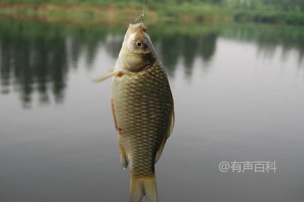 鲫鱼钓鱼的最佳饵料及活饵的吸引力